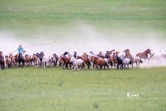 骏马驰骋（66）