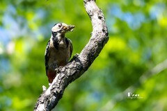 林中啄木鸟（37）