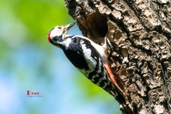 林中啄木鸟（37）