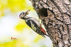 林中啄木鸟（37）