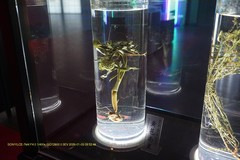 参观广东中医药博物馆（一组高感照片）