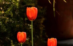 2026花卉植物赏析——郁金香【2】