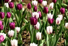 2026花卉植物赏析——郁金香【2】