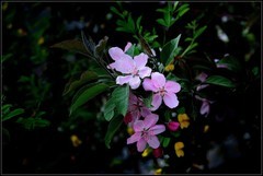 再拍红叶李【3】