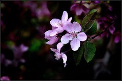 再拍红叶李【3】