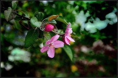 再拍红叶李【3】