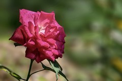 2026130 月 季 花