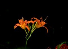 萱草花（续）
