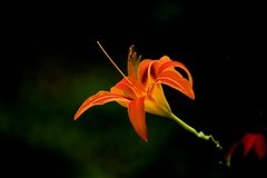 萱草花（续）