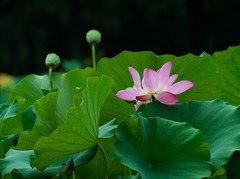 隋唐植物园随拍
