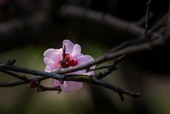 橘子洲拍桃花 3