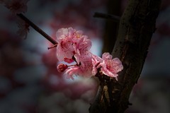 橘子洲拍桃花 3