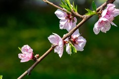 橘子洲拍桃花 3