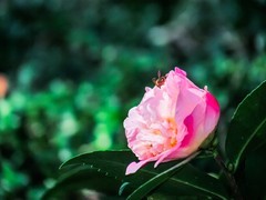 茶花