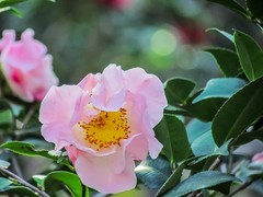 茶花