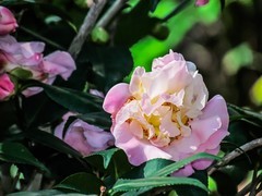 茶花