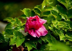 雨后牡丹（4）