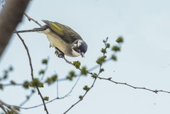 白头翁吃榆钱（1）