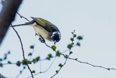 白头翁吃榆钱（1）