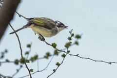 白头翁吃榆钱（1）