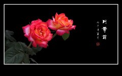 美丽的花中皇后月季花