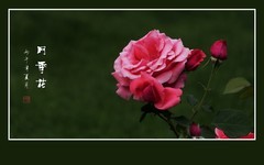 美丽的花中皇后月季花