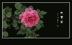 美丽的花中皇后月季花