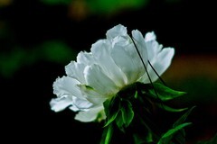 春花——盛开的牡丹