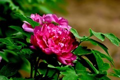 春花——盛开的牡丹