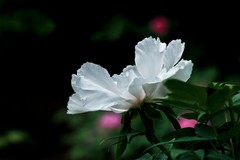 春花——盛开的牡丹
