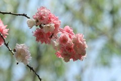 拍摄花卉一（1125）