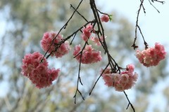 拍摄花卉一（1125）