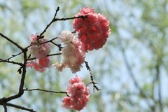 拍摄花卉一（1125）