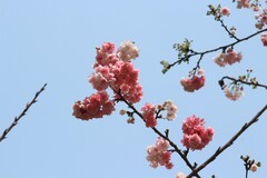 拍摄花卉一（1126）