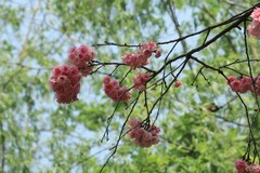 拍摄花卉一（1126）
