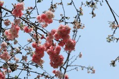 拍摄花卉一（1126）