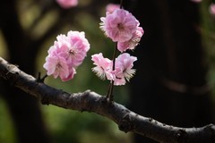 【镜头里】第1757号：国家植物园随拍花卉（一）