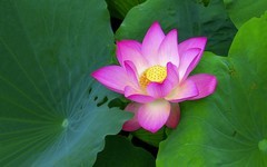 [26309] 流花湖的荷花（11）