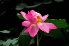 公园荷花（15）