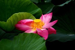 公园荷花（15）