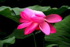 公园荷花（15）