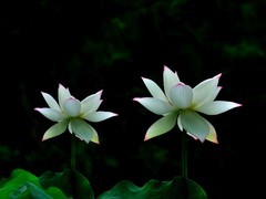 【视觉光影】出 水 芙 蓉 （42）