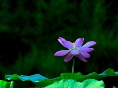 【视觉光影】出 水 芙 蓉 （42）