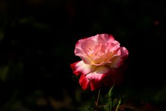 2025花卉植物赏析——月季花【12】