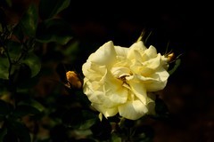 2025花卉植物赏析——月季花【12】