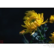 251030 菊花 4