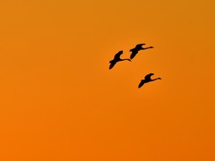 【视觉光影】美 丽 的 大 天 鹅 （2）