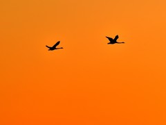 【视觉光影】美 丽 的 大 天 鹅 （2）