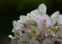 植物园的最后篇-簕杜鹃。