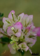 植物园的最后篇-簕杜鹃。